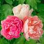 Breck's Peonies for Sale | Breck's - Since 1818