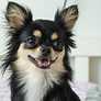 Chihuahua Puppies For Sale | Chihuahua Puppies